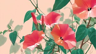 绽放的娇艳牵牛花