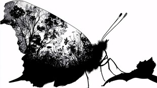 蝶影中的森林奇幻世界