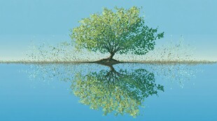 湖畔绿树倒影 静谧之景