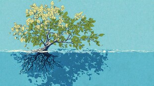 树的地上与地下世界