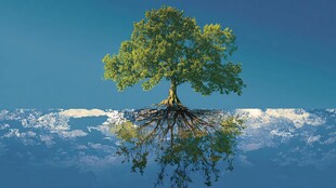 悬浮之树 天地间的奇幻景象