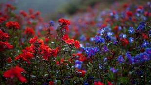 多彩花卉绽放的美丽景致