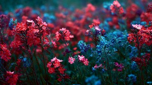 梦幻绚烂的多彩花卉世界