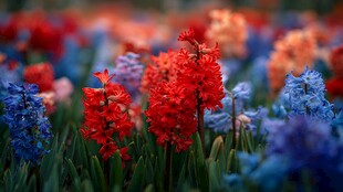 多彩风信子绽放美丽花田