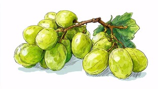 青葡萄手绘插画