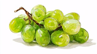 青葡萄水彩画静物