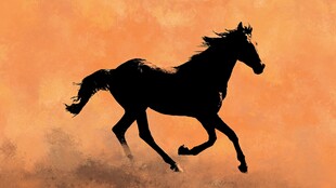 奔腾骏马剪影 尽显自由风采