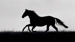 奔马剪影