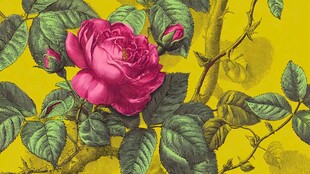 黄底粉红玫瑰植物插画