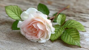 粉白玫瑰静置于木面