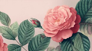 娇艳粉色玫瑰与绿叶