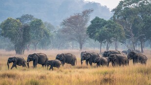 草原上的大象家族漫步