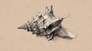 素描海螺特写