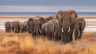 大象群在草原上的壮观行进