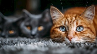 两只萌猫趴地毯