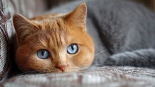 蓝眼橘猫慵懒趴卧沙发