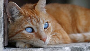 蓝眼橘猫慵懒趴卧