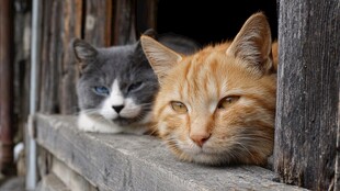 窗台上的两只慵懒猫咪