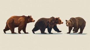 三只棕熊的行走姿态展示