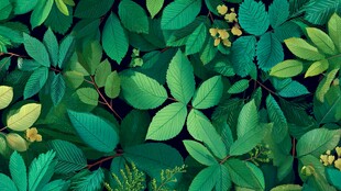 翠绿繁茂的多样植物叶片