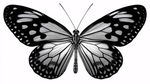 黑白蝴蝶插画图