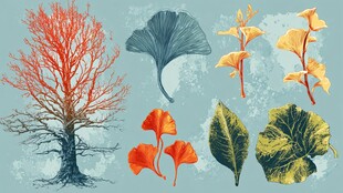 秋季植物插画 多彩叶片与树