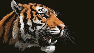 凶猛老虎头像特写