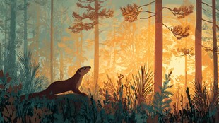 林间鼬鼠沐浴金色晨光