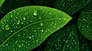 带水珠的翠绿叶片特写