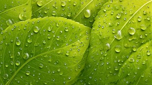 绿叶上晶莹的水滴