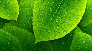 带水珠的翠绿叶片特写