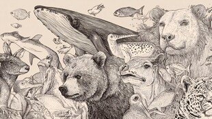 动物大集合 多样生灵齐聚