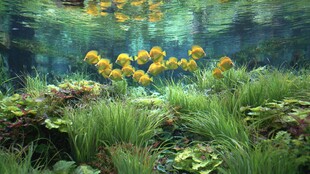 水下黄群鱼与繁茂水草景观