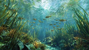 水下鱼群穿梭的奇幻世界