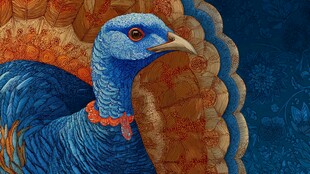 蓝色火鸡特写 绚丽羽毛