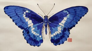蓝白相间美丽蝴蝶画作