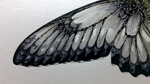 水墨风蝴蝶翅膀细节特写