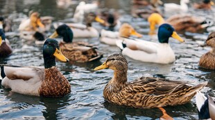 湖中游弋的多彩野鸭群