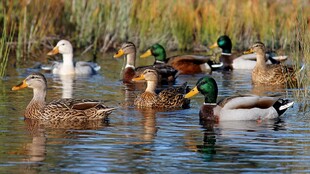 群鸭悠游于波光水色间
