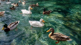 碧波中嬉戏的多彩鸭群