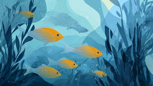 梦幻海底的群鱼悠游