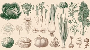 复古风手绘多样蔬菜插画