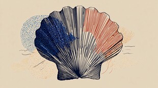 手绘扇贝插画 海洋风图案