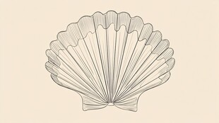 复古线条贝壳图案插画