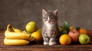 小猫与缤纷水果的可爱组合