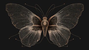 透明薄翼蝴蝶特写