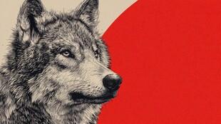 狼的坚毅侧影与鲜明背景