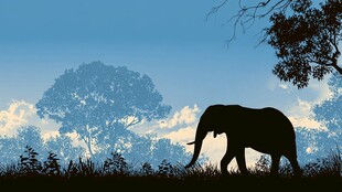 黄昏下漫步的大象剪影