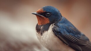 蓝羽红胸小鸟特写