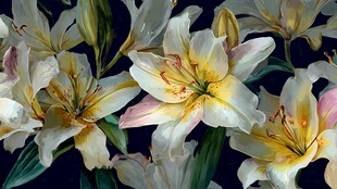 优雅绽放的白色百合花